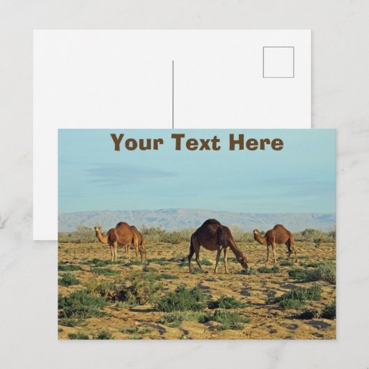 Aanpasbare kamelen, Tunesië Briefkaart (Voorkant / Achterkant)