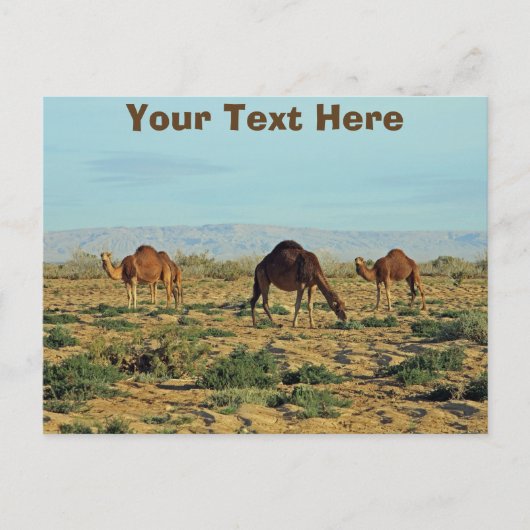 Aanpasbare kamelen, Tunesië Briefkaart (Voorkant)