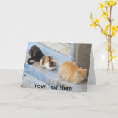 Aanpasbare katten, Chefchaouen, Marokko Kaart (Gele Bloem)