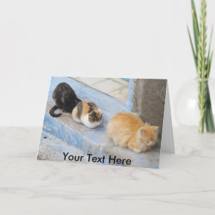 Aanpasbare katten, Chefchaouen, Marokko Kaart