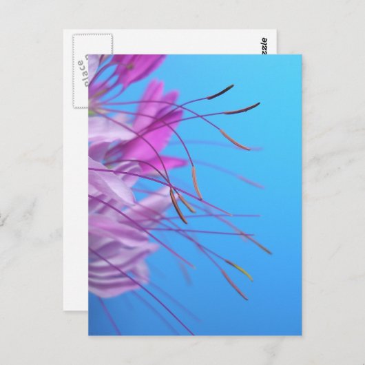 Aanpassen met eigen bericht briefkaart (Voorkant / Achterkant)