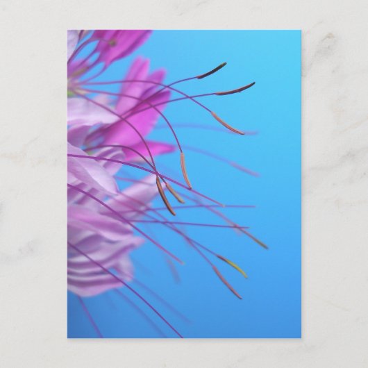 Aanpassen met eigen bericht briefkaart (Voorkant)