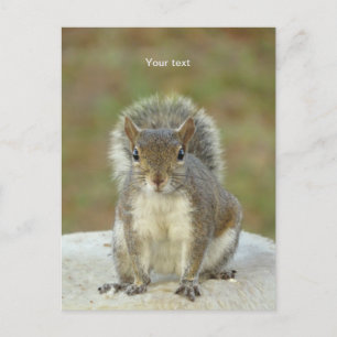 Aanpassen van Cute Squirrel-gezichtsfotografie Briefkaart