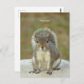 Aanpassen van Cute Squirrel-gezichtsfotografie Briefkaart (Voorkant / Achterkant)
