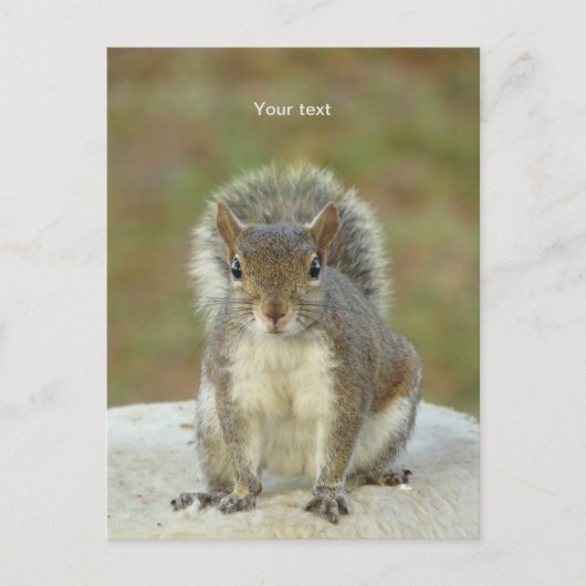 Aanpassen van Cute Squirrel-gezichtsfotografie Briefkaart (Voorkant)