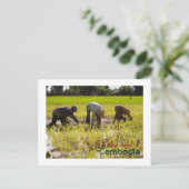 Aanplantrijst in het dorp Prie Khmeang, Siem Reap Briefkaart (Staand voorkant)