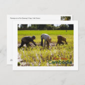 Aanplantrijst in het dorp Prie Khmeang, Siem Reap Briefkaart (Voorkant / Achterkant)