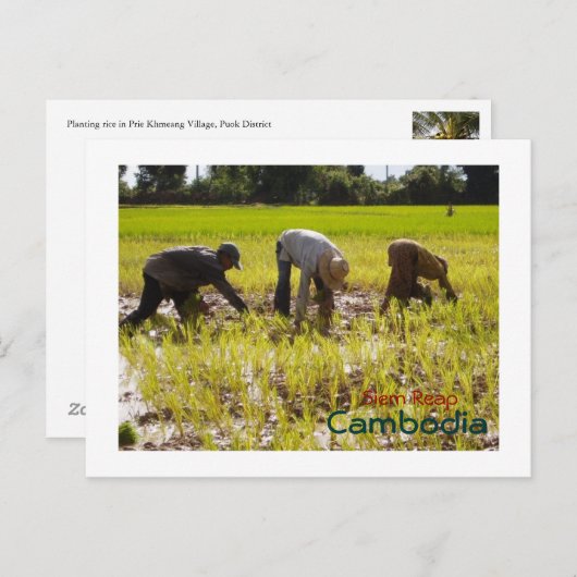 Aanplantrijst in het dorp Prie Khmeang, Siem Reap Briefkaart (Voorkant / Achterkant)