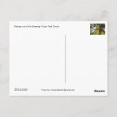 Aanplantrijst in het dorp Prie Khmeang, Siem Reap Briefkaart (Achterkant)