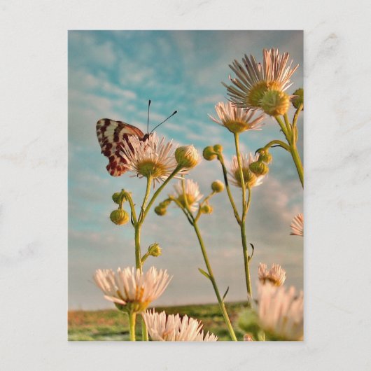 Aanraking van de magische stof van OZ Briefkaart (Voorkant)