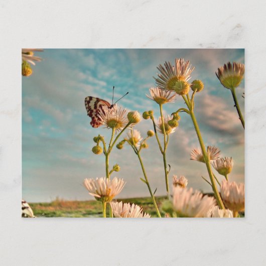 Aanraking van Magisch Stof van Oz Briefkaart (Voorkant)