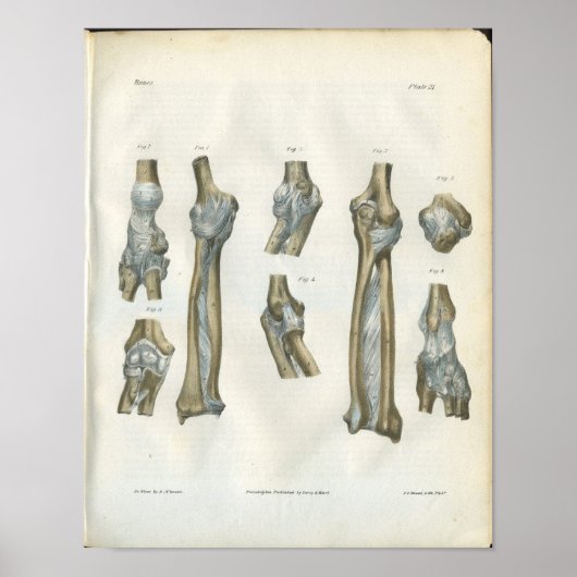 Aansluitingen van de anatomie van de elleboog en d poster (Voorkant)