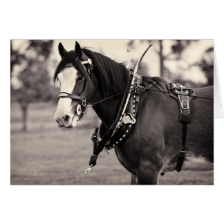 Aantal dagen naar - Clydesdale paarden