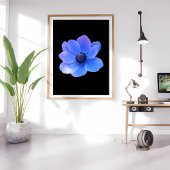 Aantrekkelijke blauwe anemoon foto afdruk