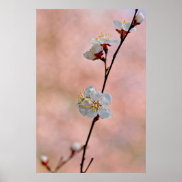 aantrekkelijke Japanse abrikozenbloemen Poster