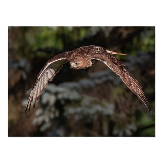 Aanvalmodi met rode staartbuik perfect poster (Voorkant)