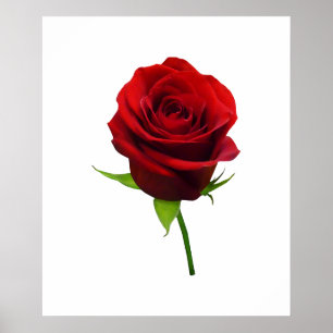 AANVANG ONDER $20 - Elegante Rode Rosebud Poster
