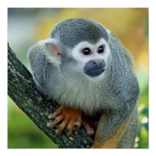 aap 004 poster (Voorkant)