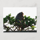 aap briefkaart (Voorkant)