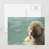 aap briefkaart (Voorkant / Achterkant)