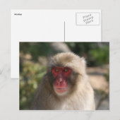 aap briefkaart (Voorkant / Achterkant)