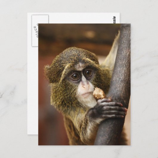 aap briefkaart (Voorkant / Achterkant)