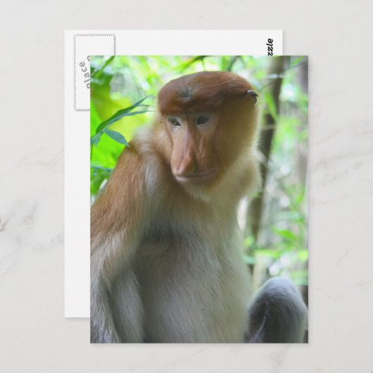 Aap Briefkaart (Voorkant / Achterkant)