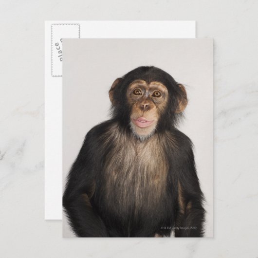 aap briefkaart (Voorkant / Achterkant)