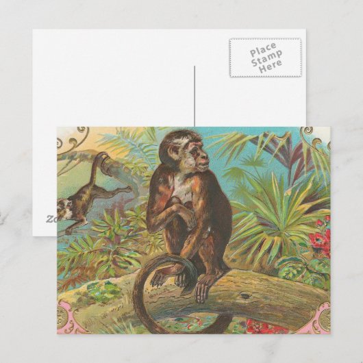 aap briefkaart (Voorkant / Achterkant)