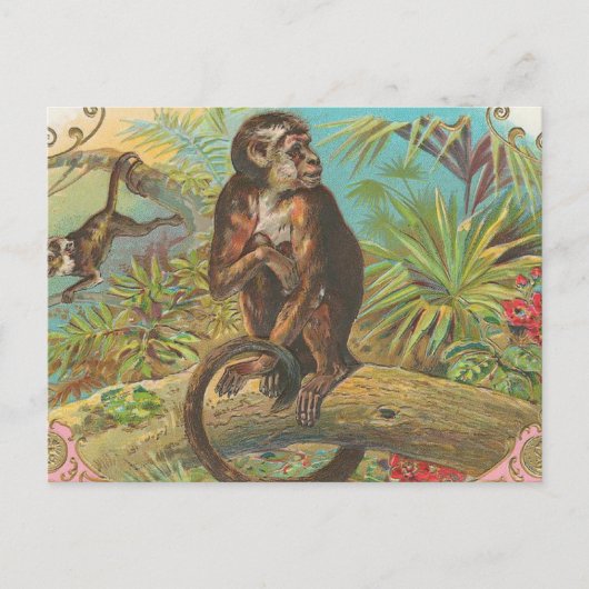 aap briefkaart (Voorkant)