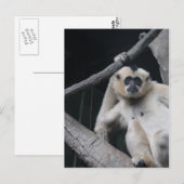 aap briefkaart (Voorkant / Achterkant)