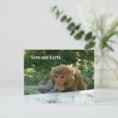 aap - grootvader briefkaart (Staand voorkant)