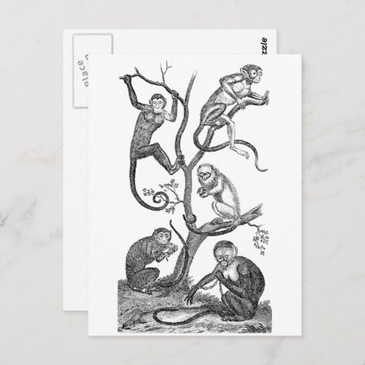  aap-illustratie - 1800 apen briefkaart (Voorkant / Achterkant)