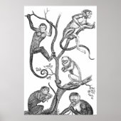  aap-illustratie - 1800 apen poster (Voorkant)