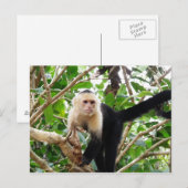 aap in Costa Rica Briefkaart (Voorkant / Achterkant)