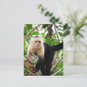 aap in Costa Rica Briefkaart (Staand voorkant)