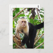 aap in Costa Rica Briefkaart (Voorkant / Achterkant)