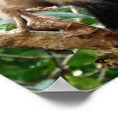 aap in Costa Rica Poster (Hoek)