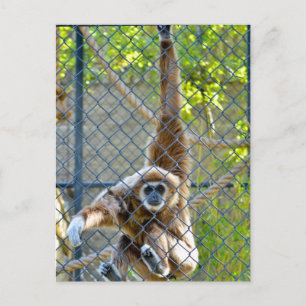 aap in de habitat van de dierentuin briefkaart