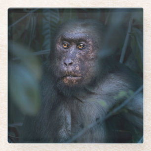 Aap in de jungle glazen onderzetter