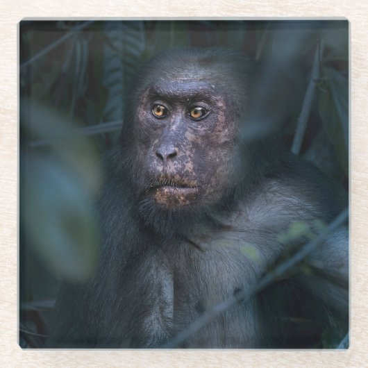 Aap in de jungle glazen onderzetter (Voorkant)