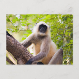 Aap in de jungle van Ranthambore National Park Briefkaart