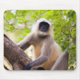 Aap in de jungle van Ranthambore National Park Muismat