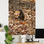 aap in het droge seizoen poster (Thuiskantoor)