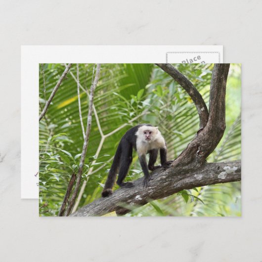 aap in het Oerwoud Briefkaart (Voorkant / Achterkant)
