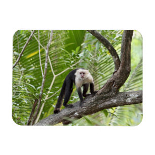 aap in het Oerwoud Magneet