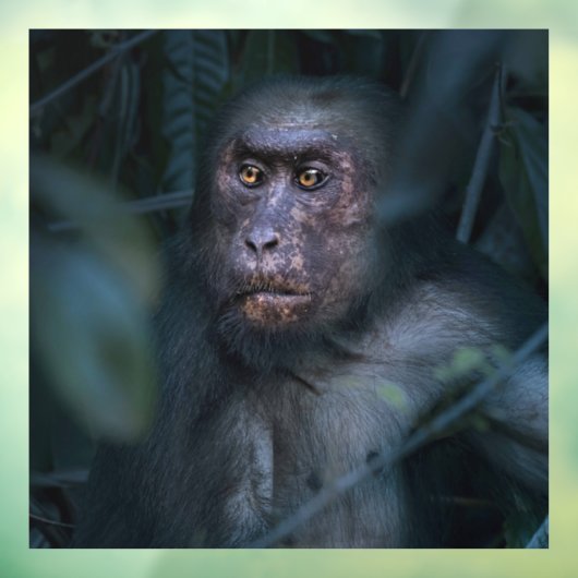 aap in het Oerwoud Raamsticker (Vel 3)