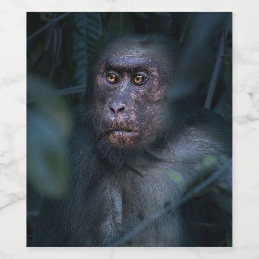 aap in het Oerwoud Wijn Etiket (Enkel label)