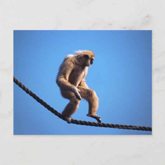 aap loopt over touw briefkaart (Voorkant)