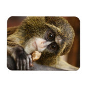 aap magneet (Horizontaal)